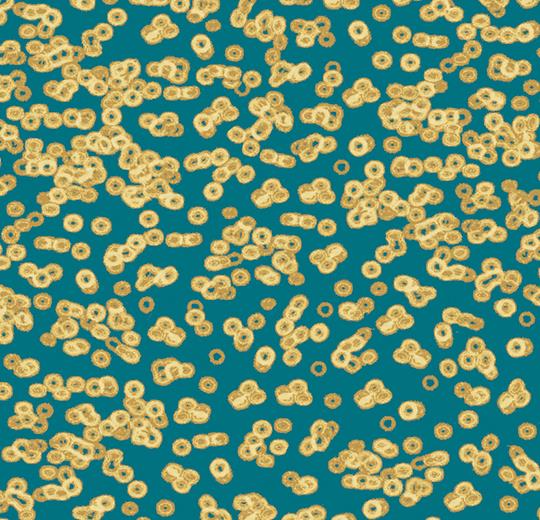 bacteria 990503