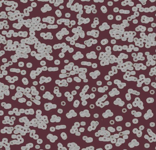 bacteria 990402