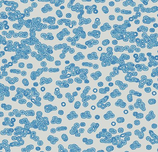 bacteria 990202
