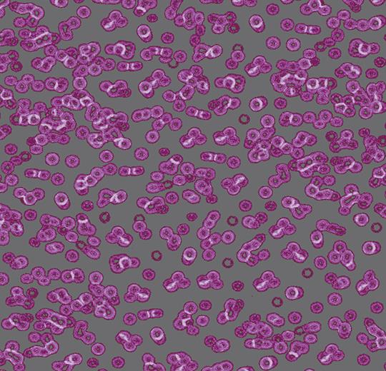 bacteria 990301