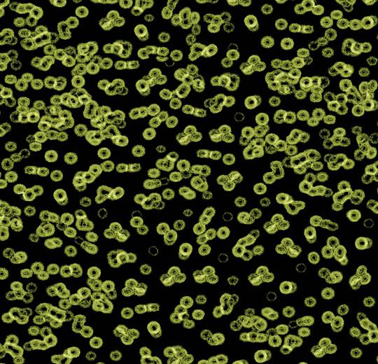 bacteria 990103
