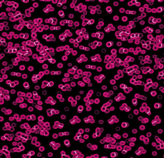 bacteria 990101