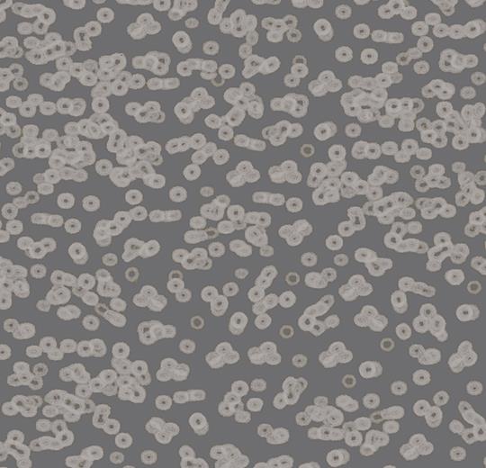 bacteria 990304