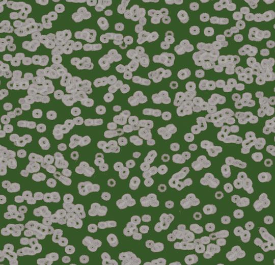 bacteria 990403