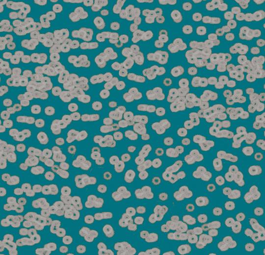 bacteria 990404