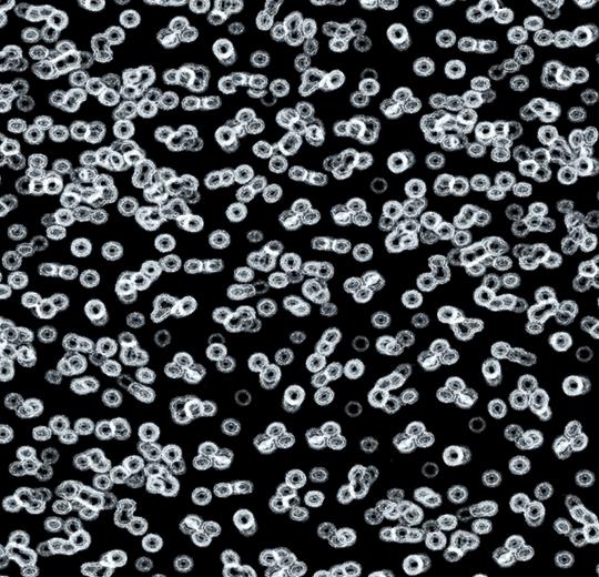 bacteria 990106