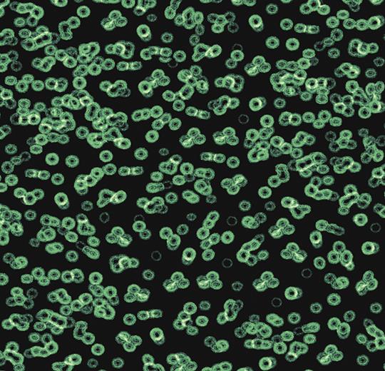 bacteria 990102