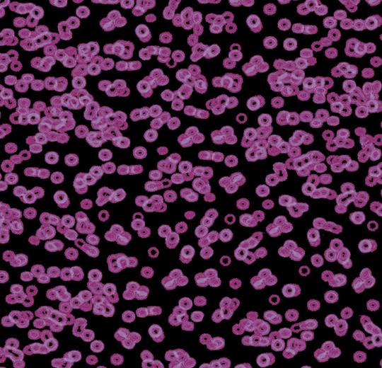 bacteria 990104