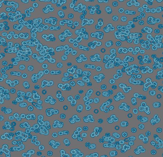 bacteria 990303