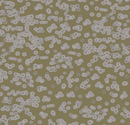 bacteria 990401