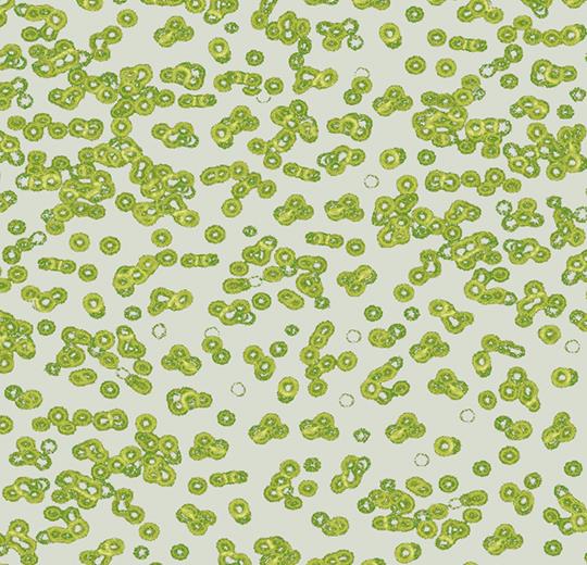 bacteria 990203