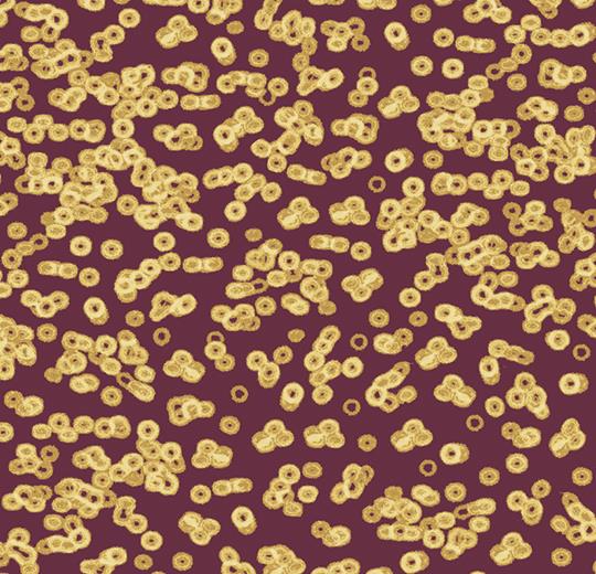 bacteria 990501