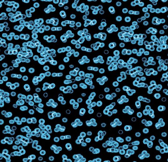 bacteria 990105