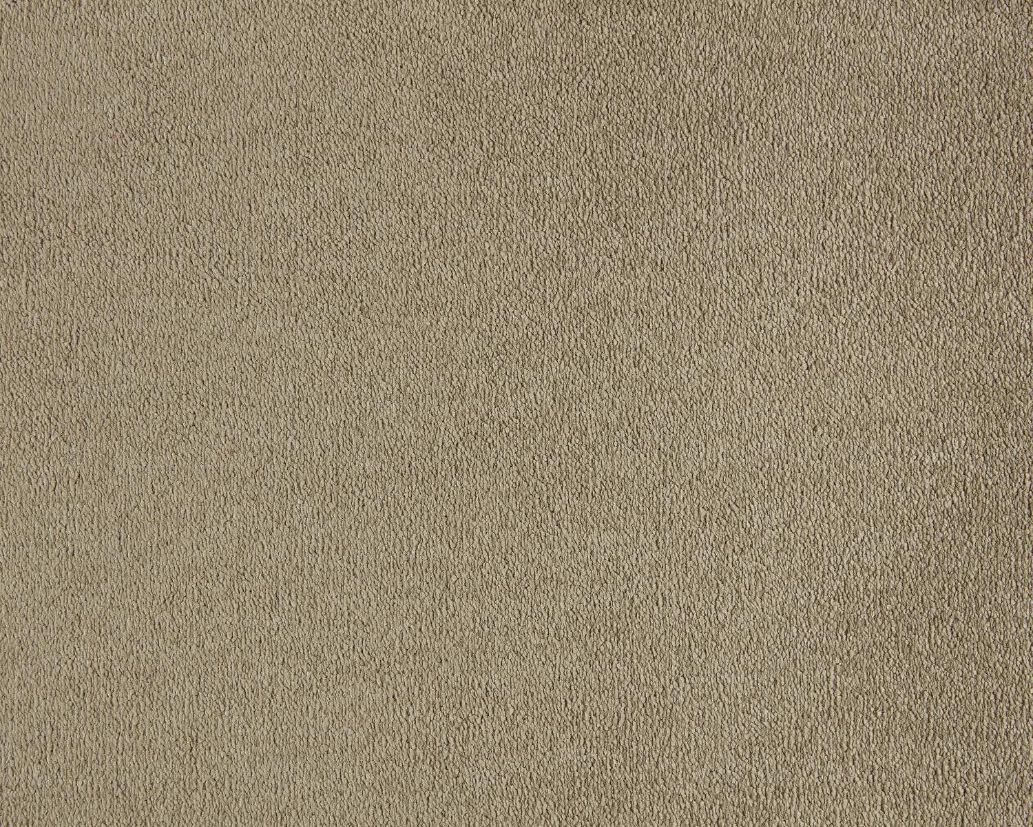 Lior 260 Camel